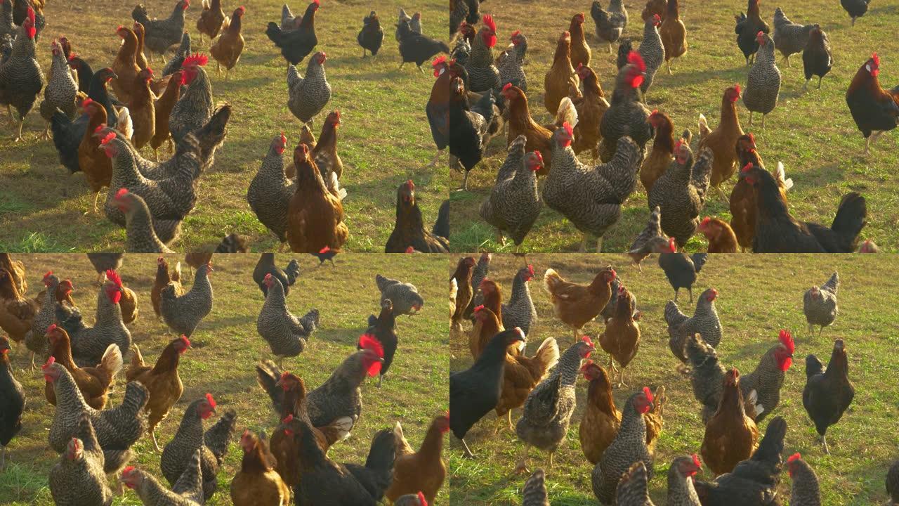 特写: 小群散养的鸡探索阳光普照的草地。