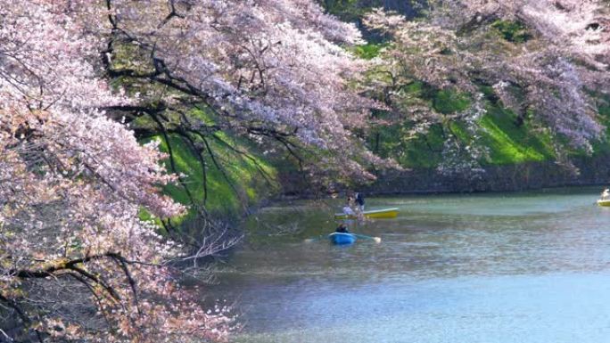 日本东京Chidorigafuchi公园公园的樱花，慢动作