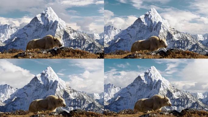 尼泊尔喜马拉雅山的白牦牛。尼泊尔背景上积雪覆盖的阿玛达布兰山。珠穆朗玛峰大本营徒步旅行 (EBC)。