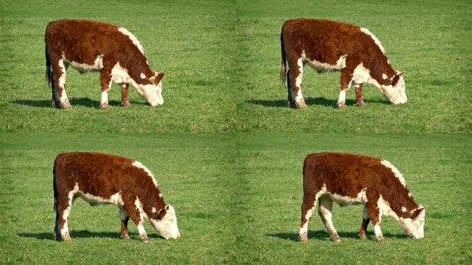 天气好的时候，草地上的牛