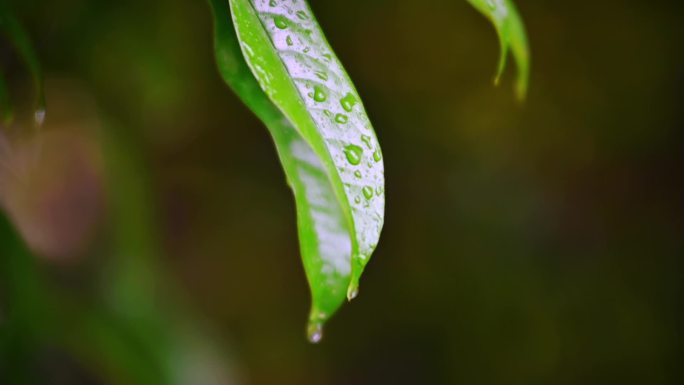 下雨雨打树叶水滴