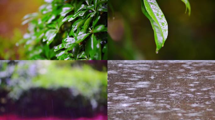 下雨雨打树叶水滴