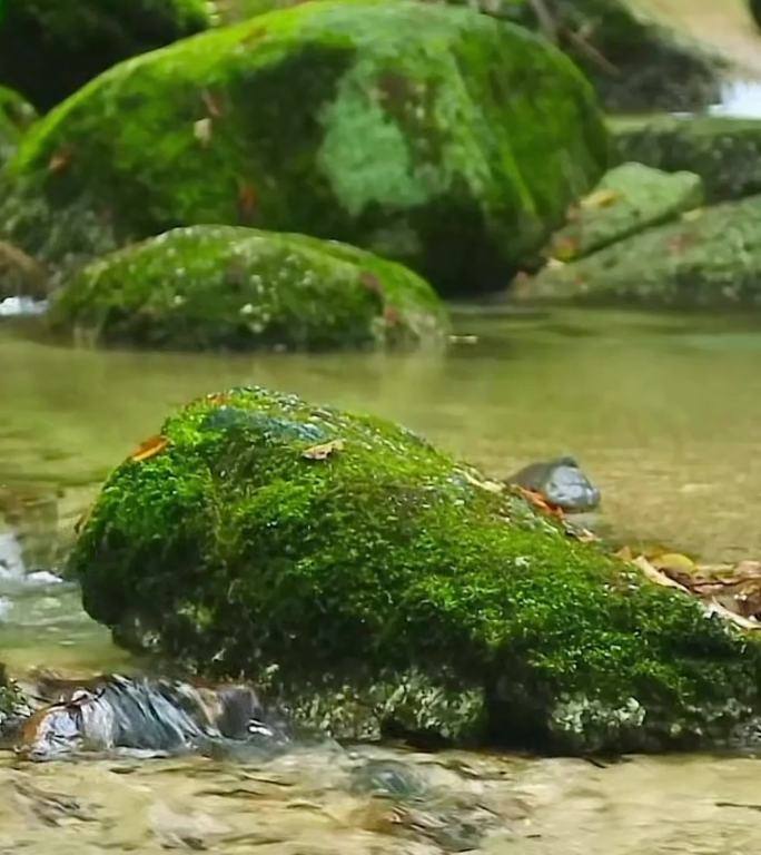 山涧小溪 苔藓