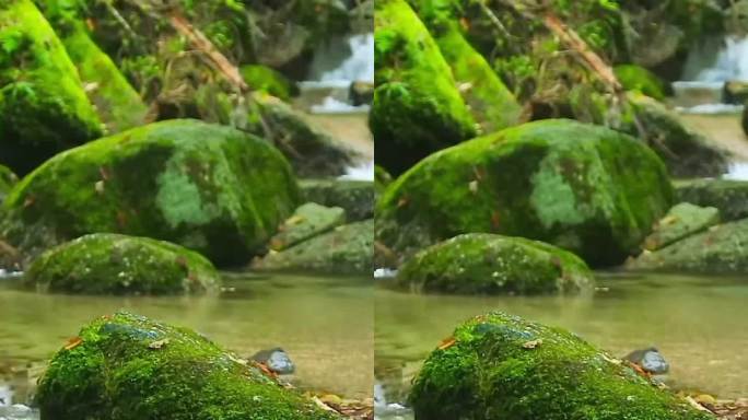山涧小溪 苔藓