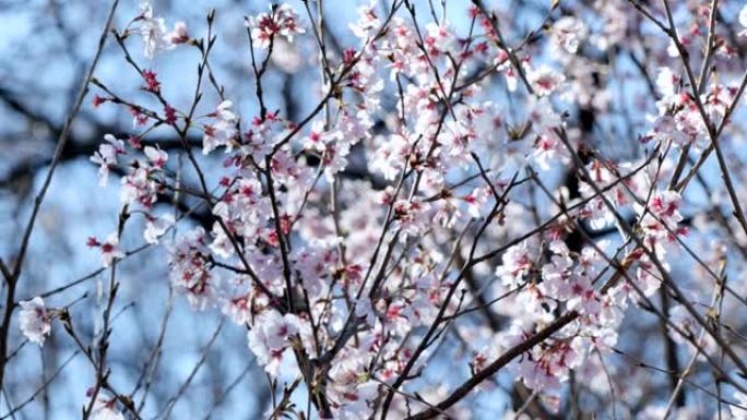 日本的春天樱花盛开