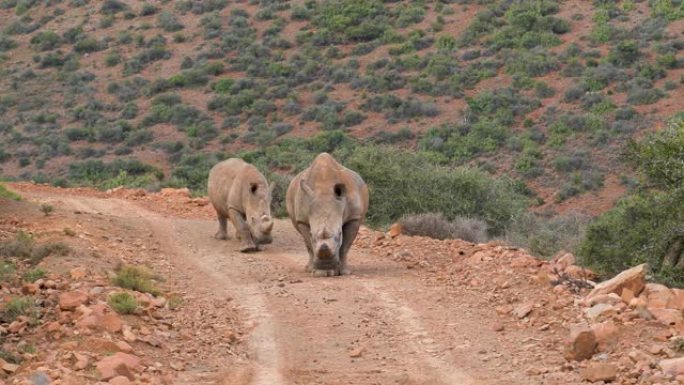 两只白犀牛在自然保护区的碎石路上走向相机
