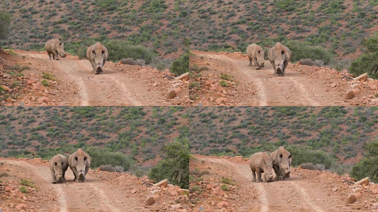 两只白犀牛在自然保护区的碎石路上走向相机