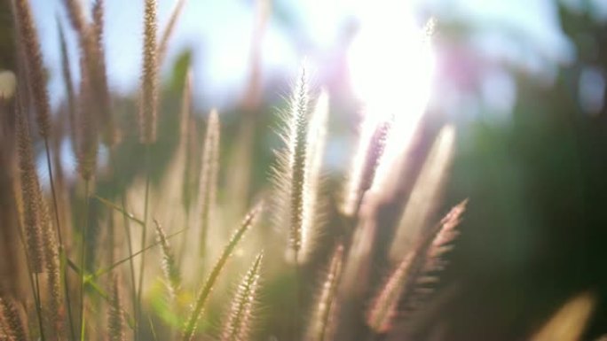 农业田间花与日落为自然背景素材，慢动作