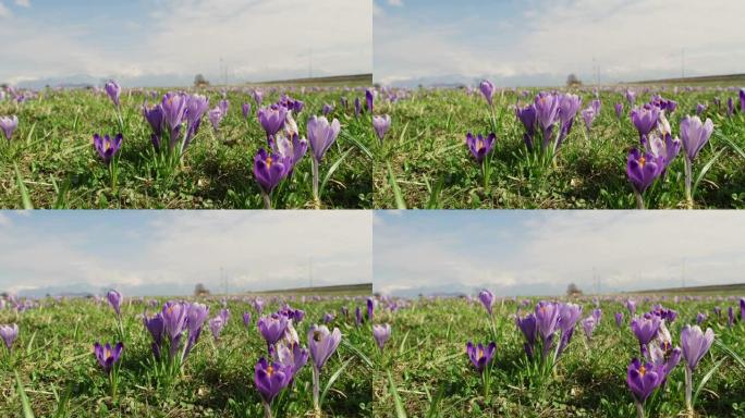 蜜蜂女士在阳光明媚的春天给紫色番红花授粉