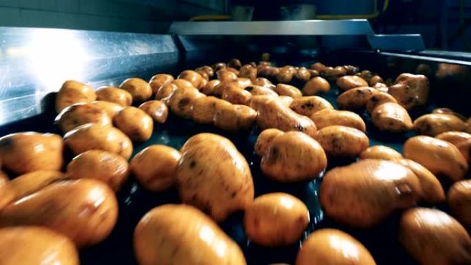 工厂机器正在搬迁新鲜的马铃薯块茎