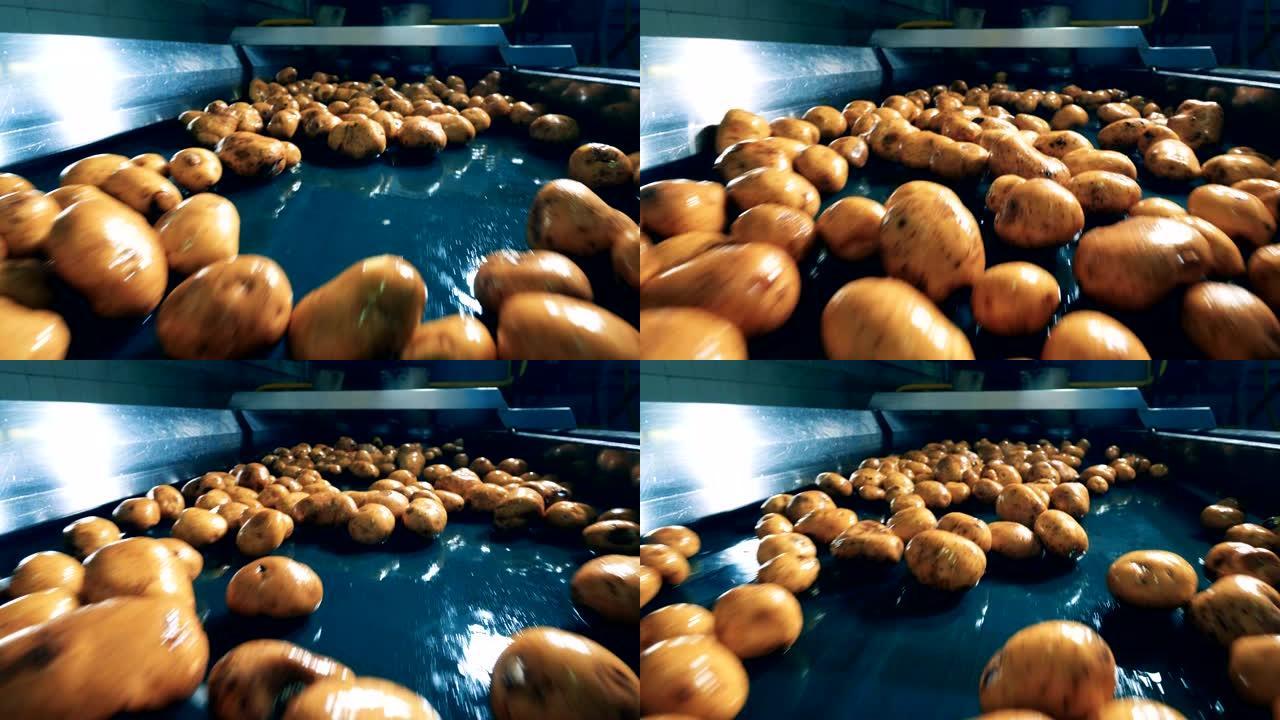 工厂机器正在搬迁新鲜的马铃薯块茎