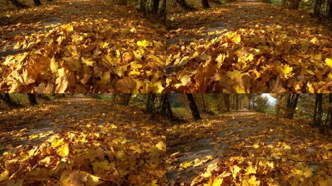 特写: 成堆的转弯叶子覆盖了穿过公园的风景秀丽的沥青小径