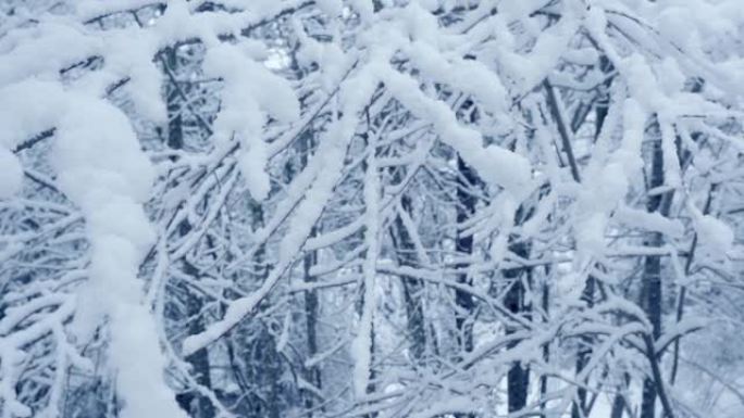 冬天树枝上的雪大雪压青松霜满枝头冬季大雪