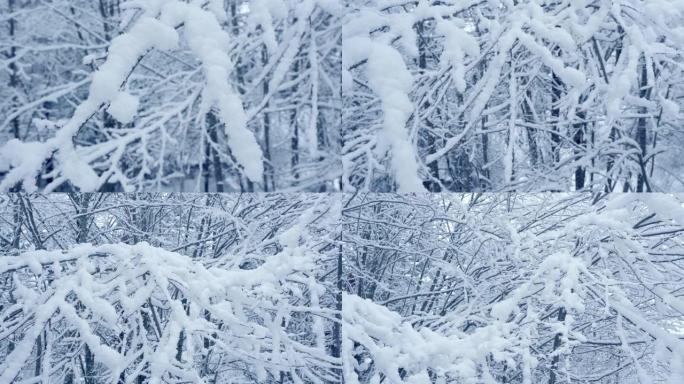 冬天树枝上的雪大雪压青松霜满枝头冬季大雪