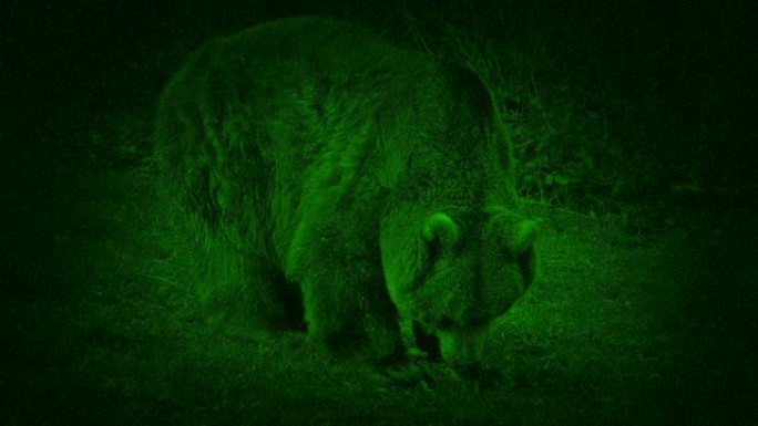 夜视熊吃野生动物熊夜视仪器