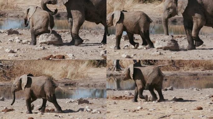 纳米比亚埃托沙国家公园水坑边缘的石头上摩擦双腿的4k特写