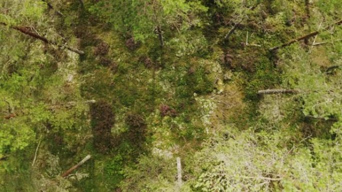 瑞典森林的俯视图顶视树林俯拍树林