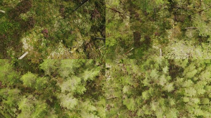 瑞典森林的俯视图顶视树林俯拍树林