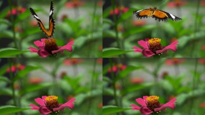 橙色蝴蝶从粉红色的花朵上起飞的慢动作场景