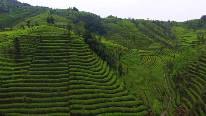 空中，美丽的茶园景观