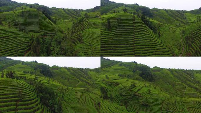 空中，美丽的茶园景观