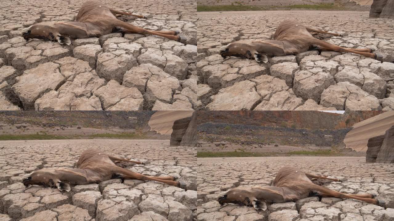 4k特写倾斜视图一只死于口渴的死羚羊，躺在因气候变化和全球变暖造成的干旱而干dried的大坝的破裂泥