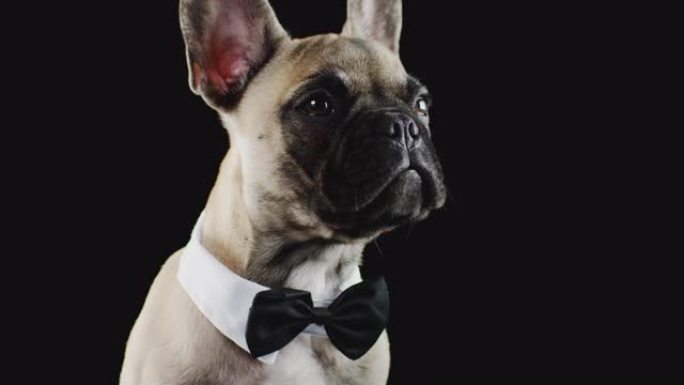 黑色背景下法国斗牛犬小狗戴着领结和项圈的工作室肖像