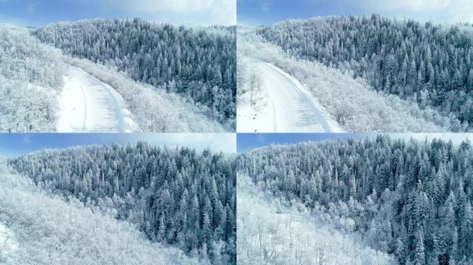 蓝鸟冬日美丽的白雪覆盖的树木森林的空中拍摄