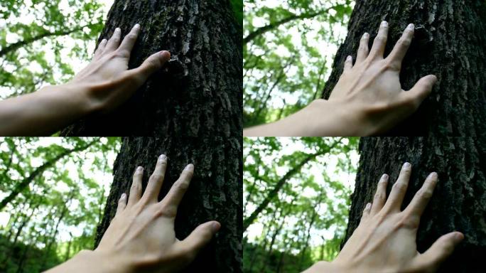 感受树的生命触摸大自然抚摸大树感悟自然