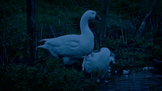 晚上池塘边的鹅