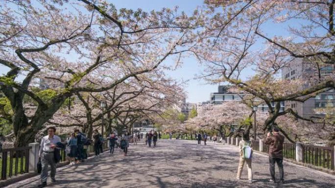 东京上野公园的延时樱花节