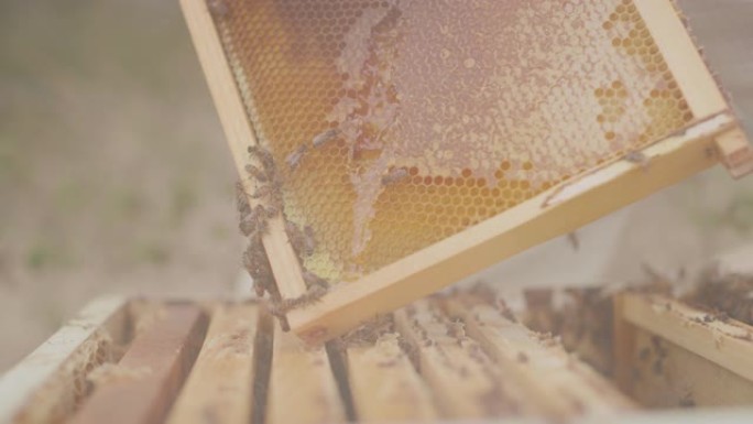 刮液金蜂蜜天然蜂蜜采蜜特写蜂蜜原浆