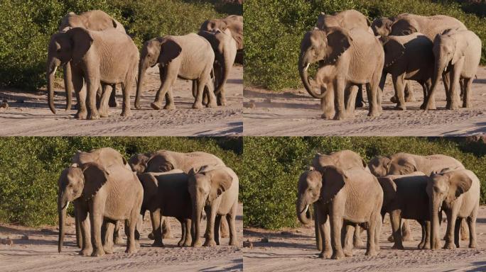纳米比亚纳米布沙漠Hoanib山谷五头沙漠大象站立和尘土沐浴的4k特写视图