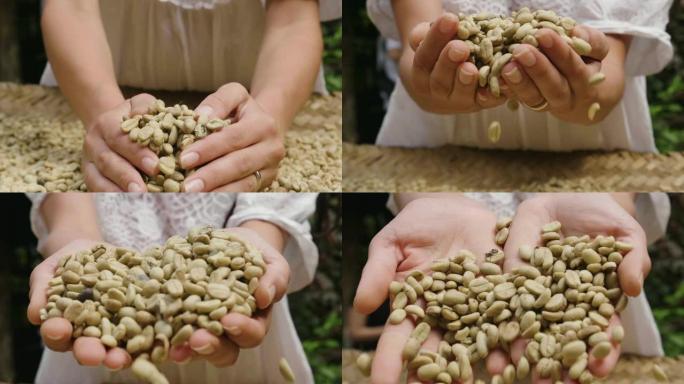 一只手触摸一把咖啡豆的特写镜头，使其闻起来并保持稠度。卢瓦克的咖啡是一种非常昂贵和昂贵的咖啡，是从这