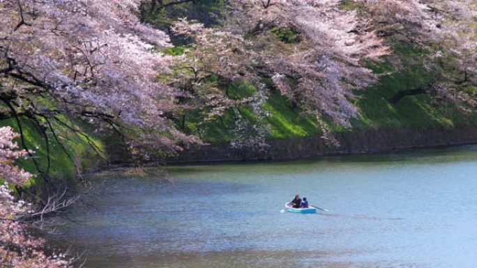 日本东京公园的樱花，慢动作