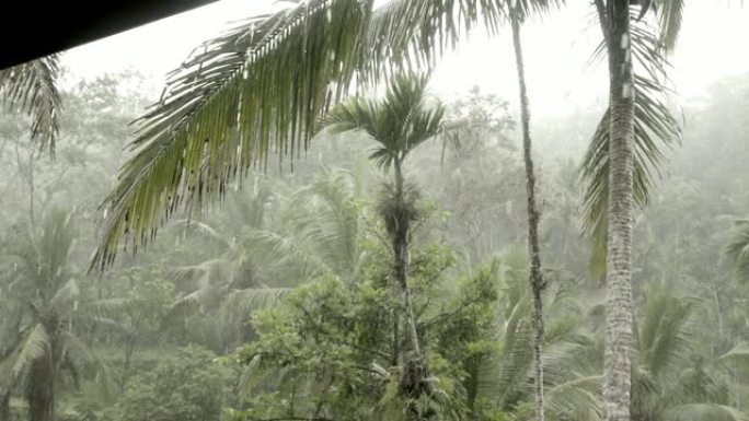 暴雨期间的热带丛林。巴厘岛