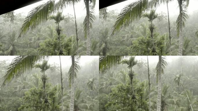 暴雨期间的热带丛林。巴厘岛