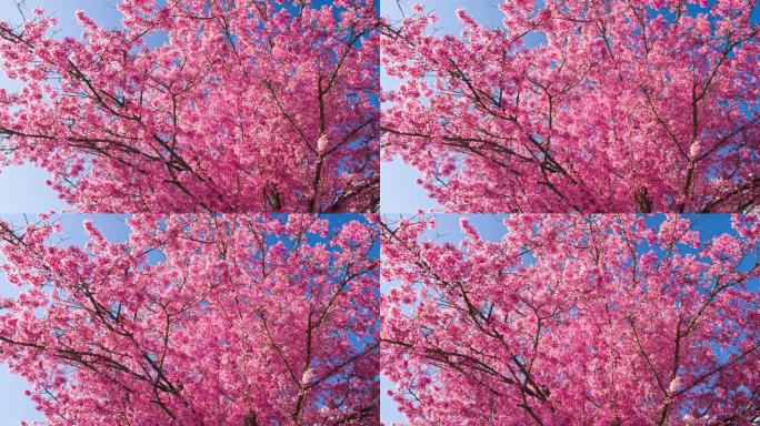 春天盛开的美丽粉红色樱桃树被阳光照亮