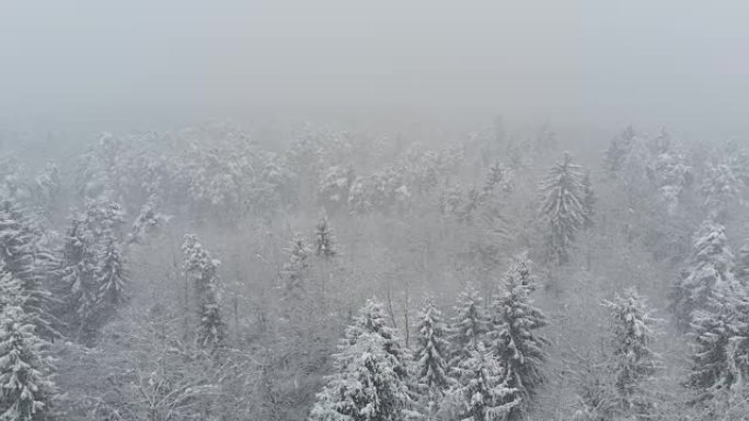 空中: 在强烈的暴风雪中飞越空旷的针叶林。