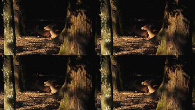 两只发现的鹿在树林里放松，4k