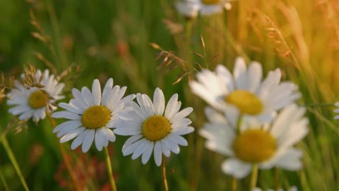 草地上美丽的雏菊白花花朵花丛