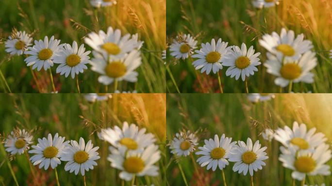 草地上美丽的雏菊白花花朵花丛