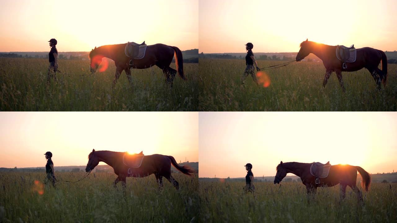 女骑手带领一匹马穿过田野，侧视图。