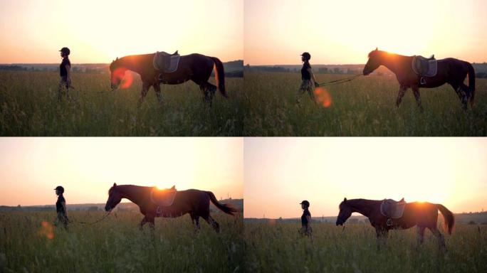 女骑手带领一匹马穿过田野，侧视图。