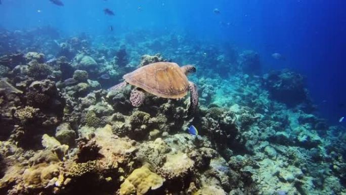 一只海龟在五颜六色的珊瑚中在海洋中游泳。