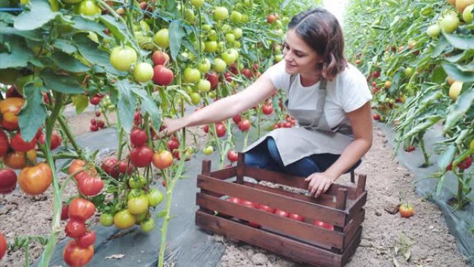 女园丁在温室里采集西红柿。