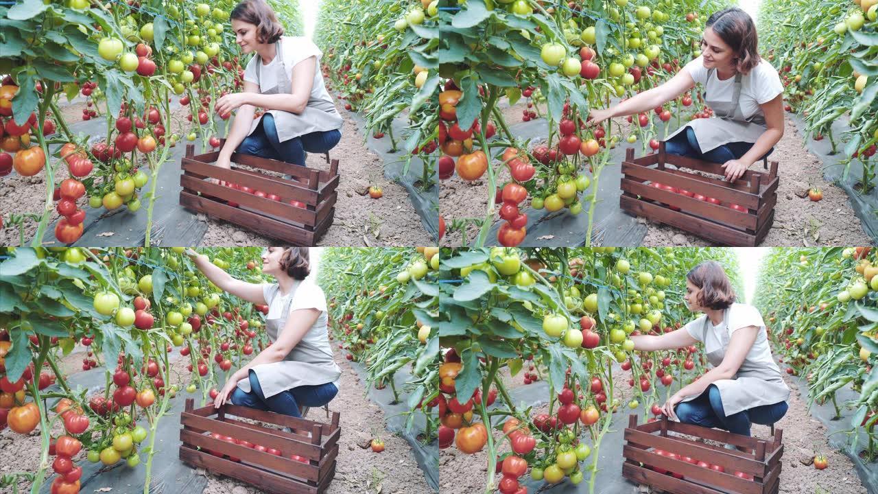 女园丁在温室里采集西红柿。