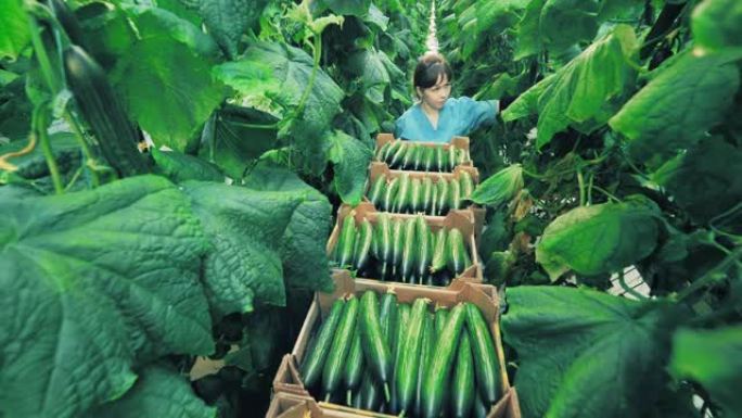女园丁在温室里工作，采摘黄瓜。农业概念。