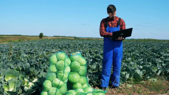 农业工人在检查白菜时使用笔记本电脑工作。