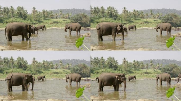 MS大象在斯里兰卡桑尼河涉水
